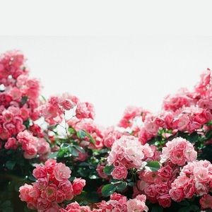 Meet your Posher, Marcia